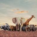 Grupo de animales africanos