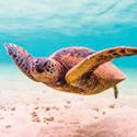 Tortuga marina en el fondo del océano